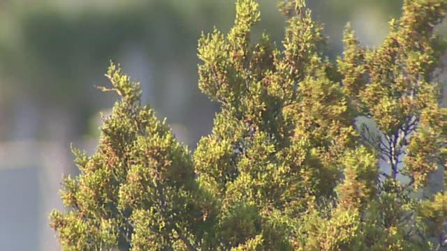 Don't wait for cedar fever symptoms, doctors say