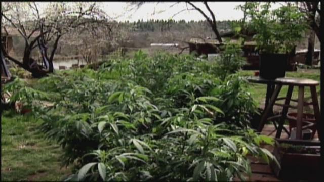 texas-bill-to-reduce-marijuana-penalties-gets-committee-hearing-khou