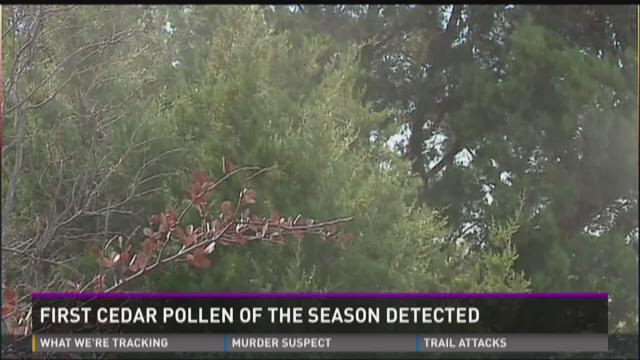 Cedar pollen found in KVUE allergy count